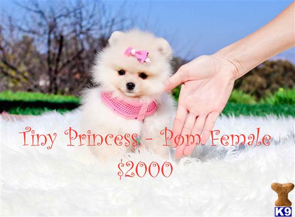 pomeranian puppy posted by The Perfect Creations
